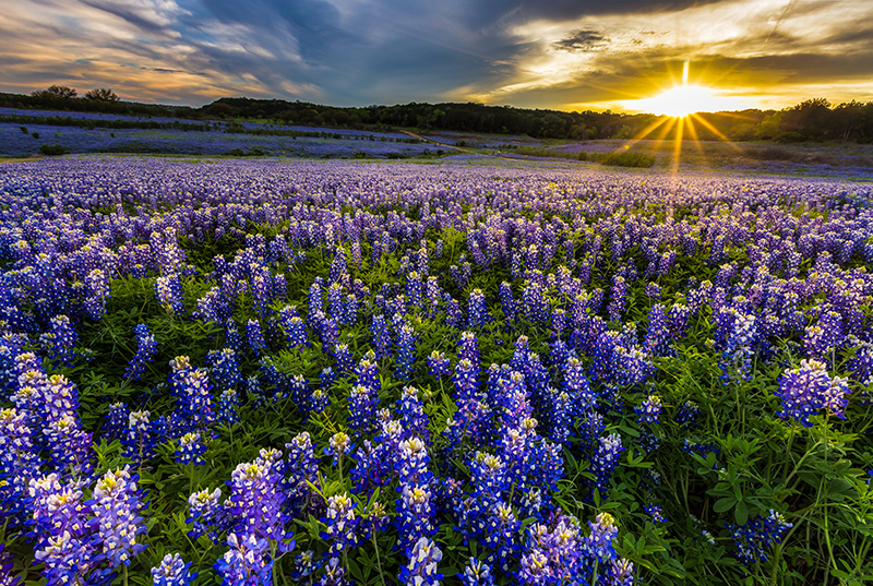bluebonnets