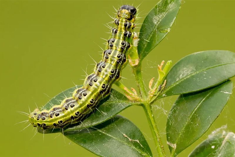 caterpillar